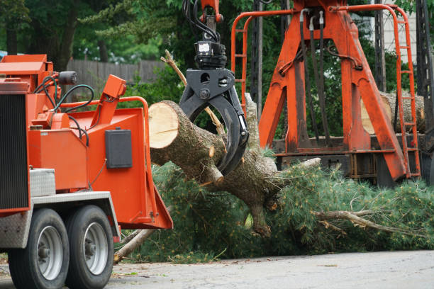 Best Arborist Services Near Me  in Honaunau Napoopoo, HI